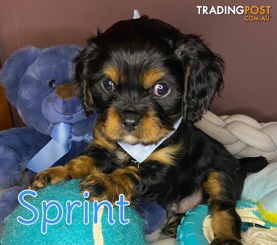 Cavalier King Charles Spaniel Puppies