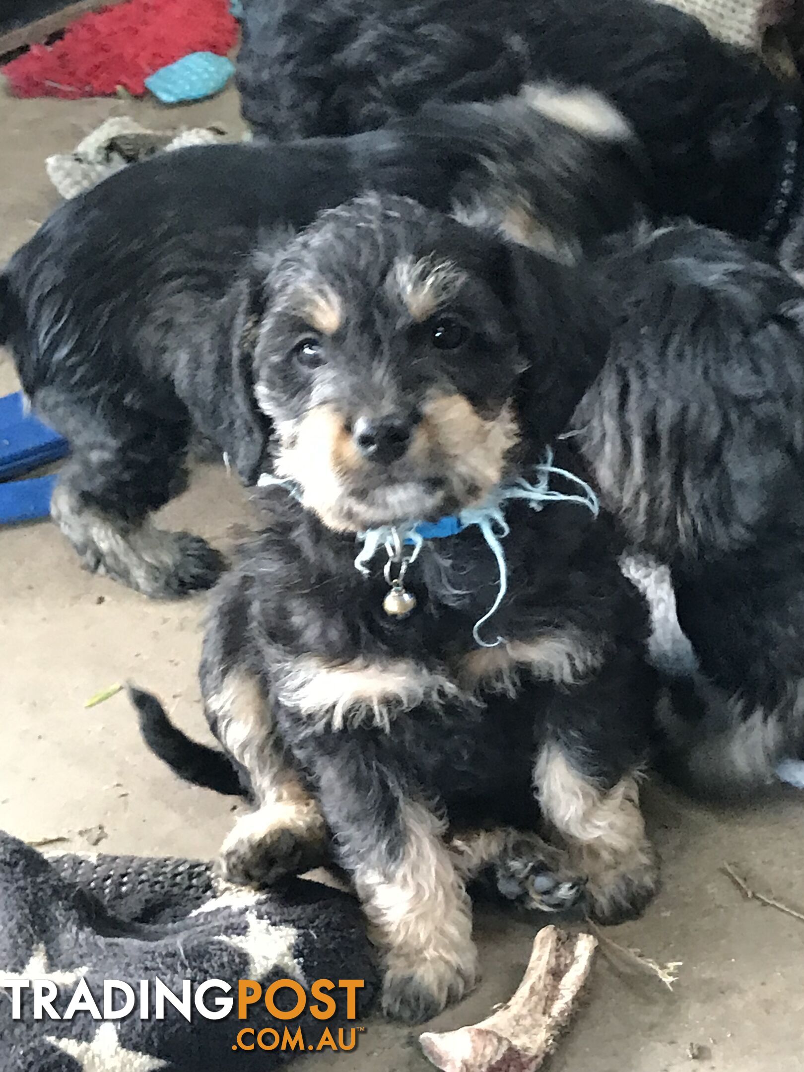 Schnoodle Female puppies