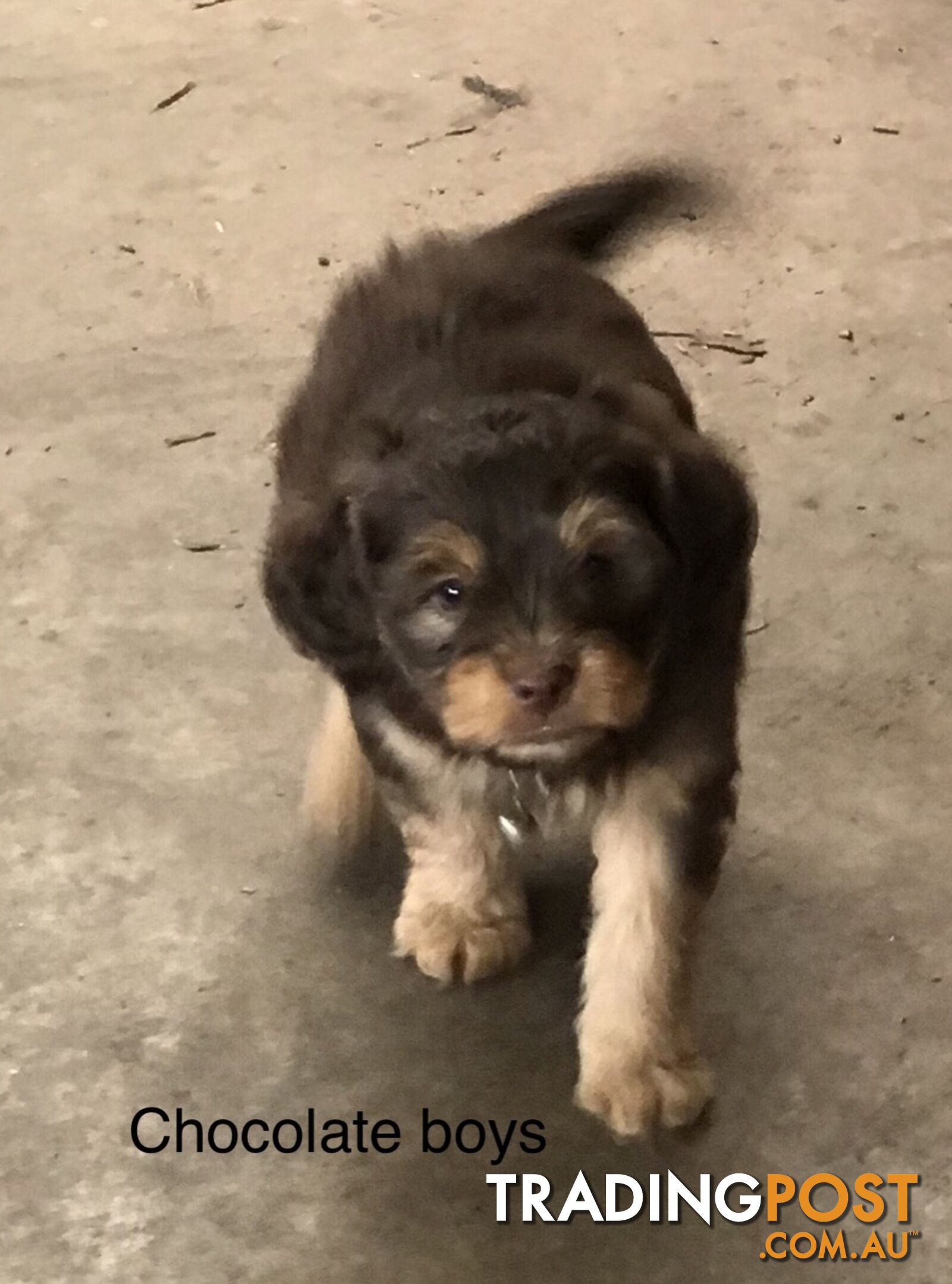 Schnoodle Female puppies