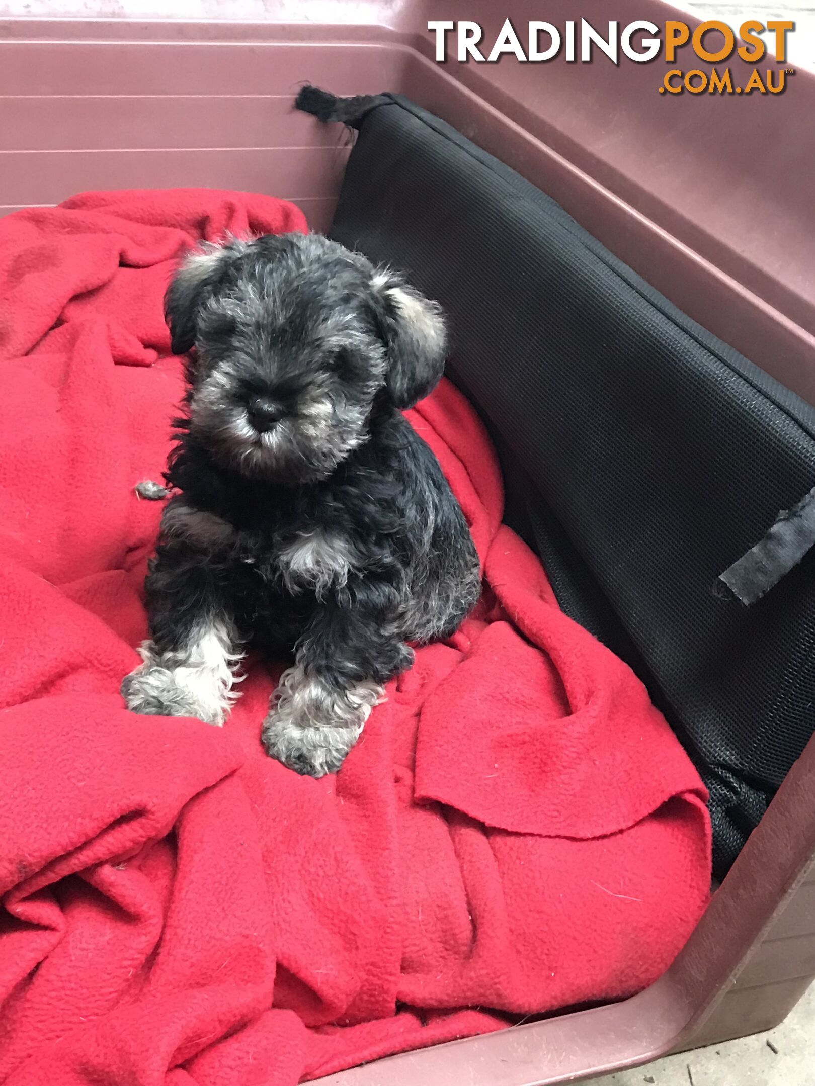 Schnoodle Female puppies