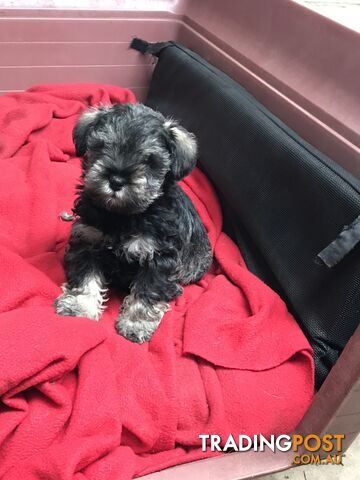 Schnoodle Female puppies