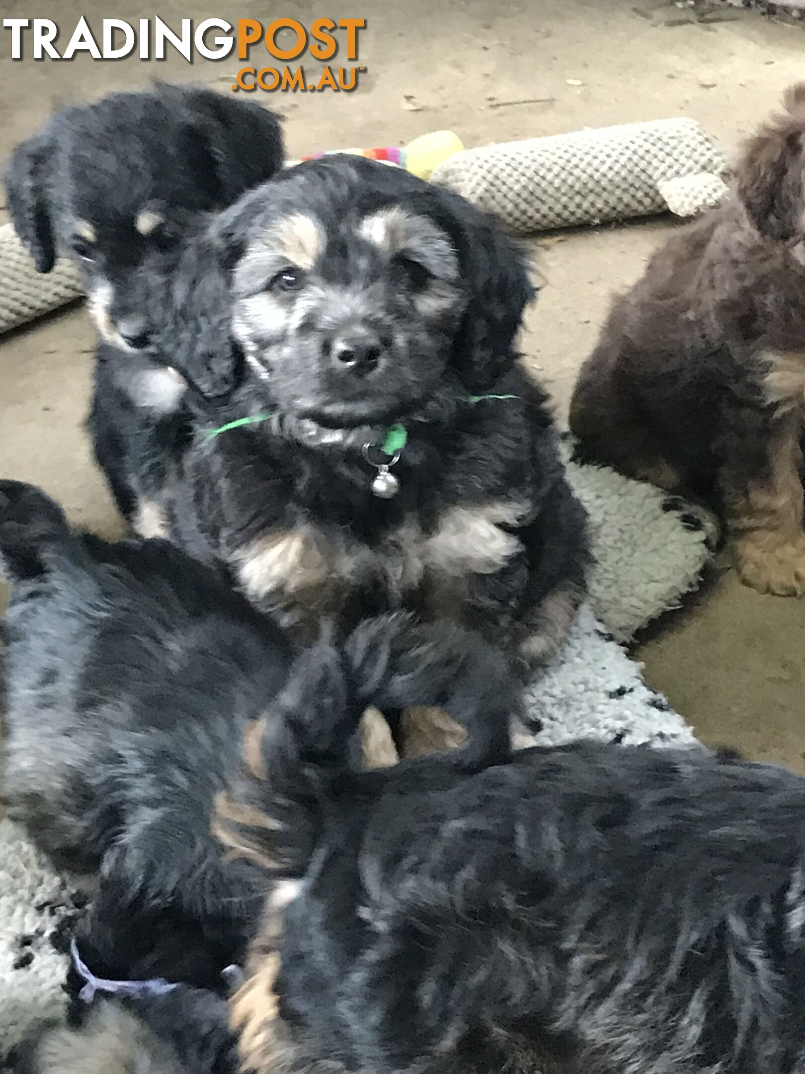 Schnoodle Female puppies