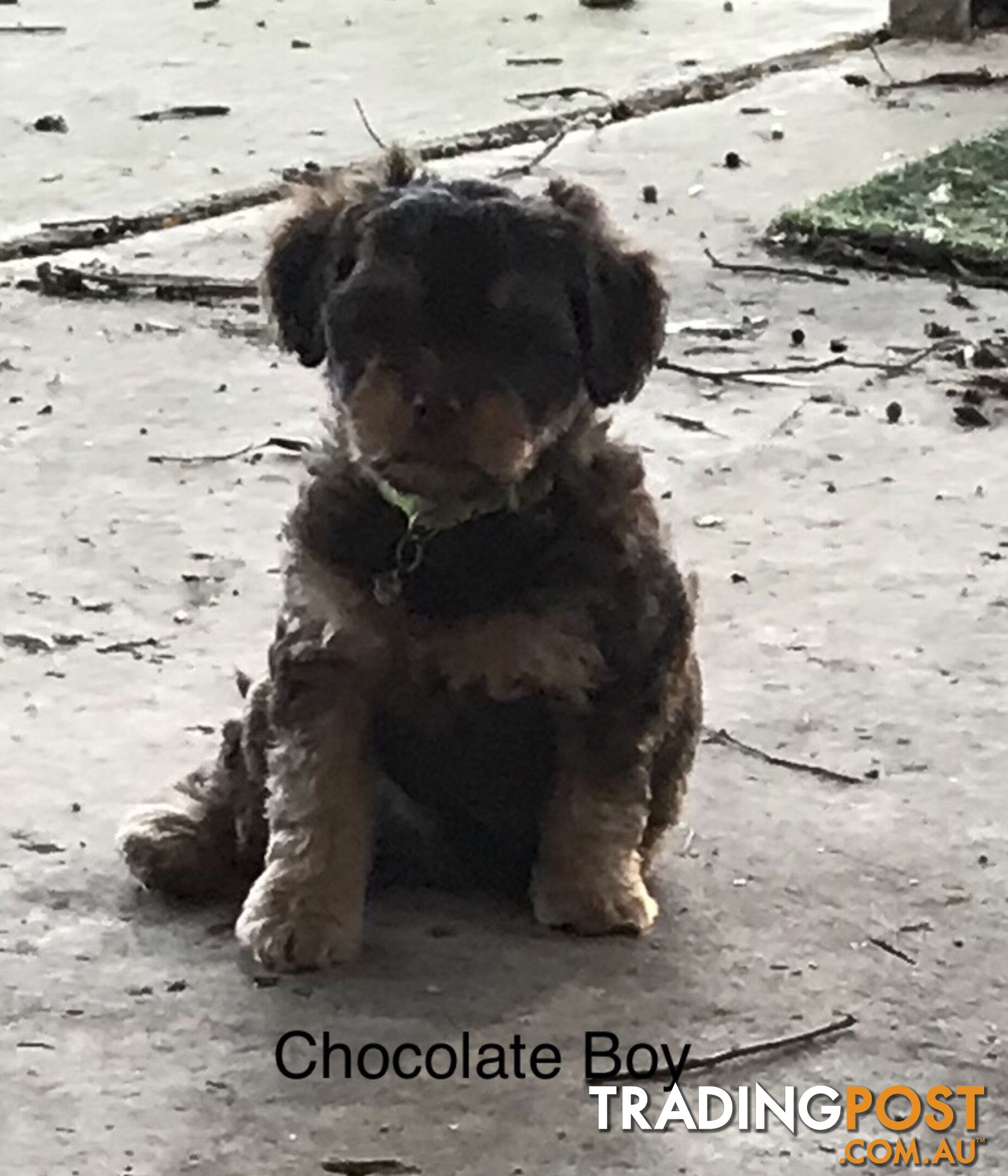 Schnoodle Female puppies