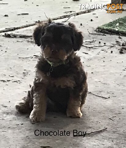 Schnoodle Female puppies