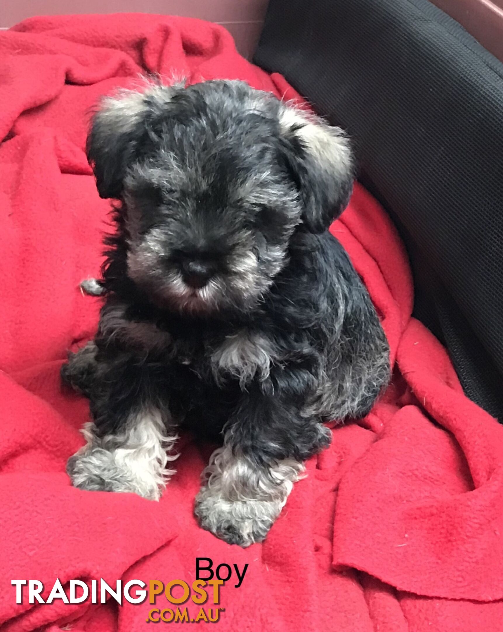 Schnoodle Female puppies