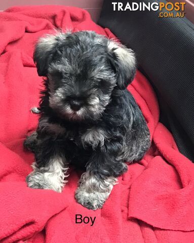 Schnoodle Female puppies