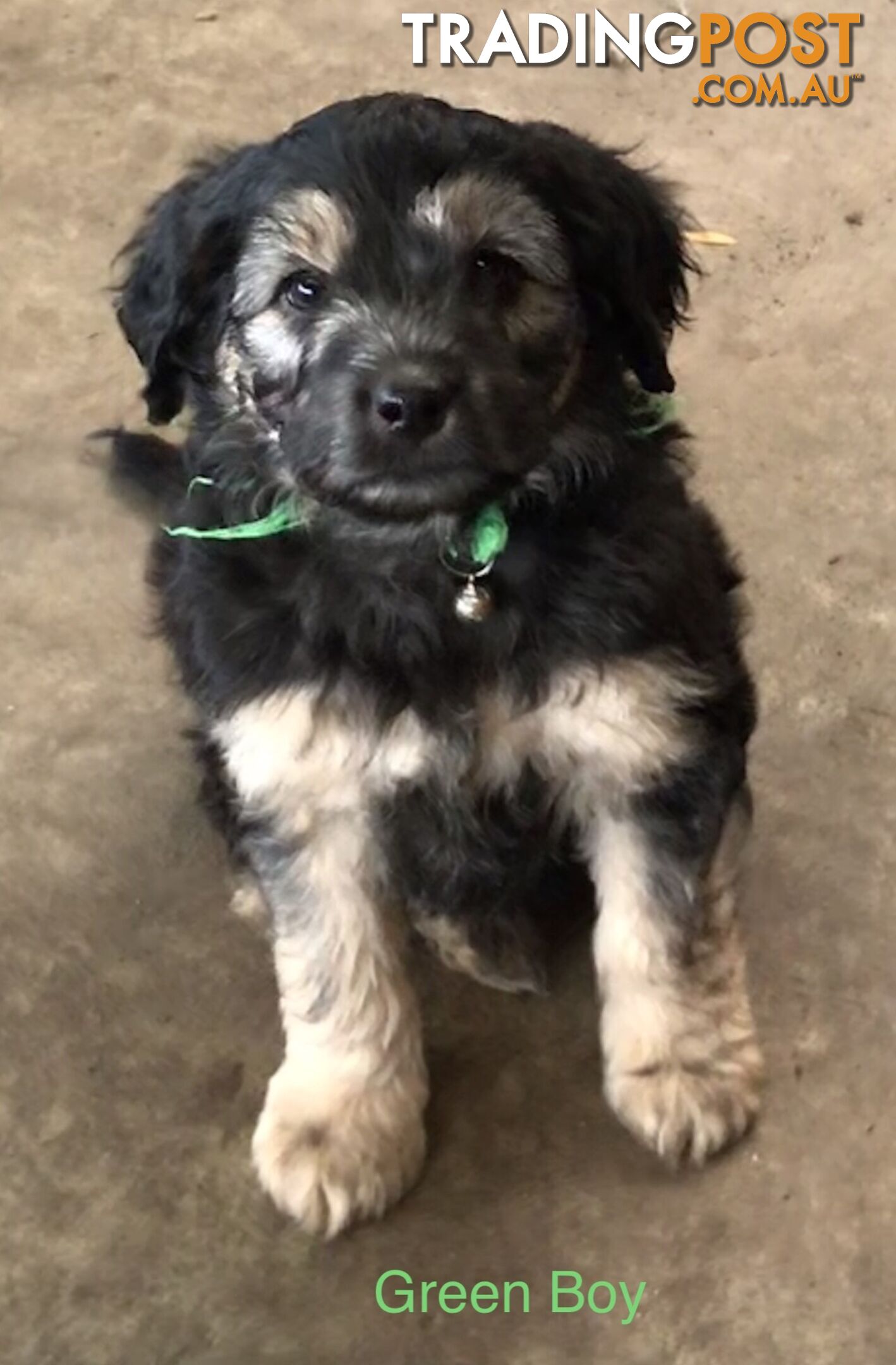 Schnoodle Female puppies