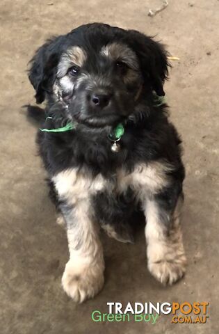 Schnoodle Female puppies