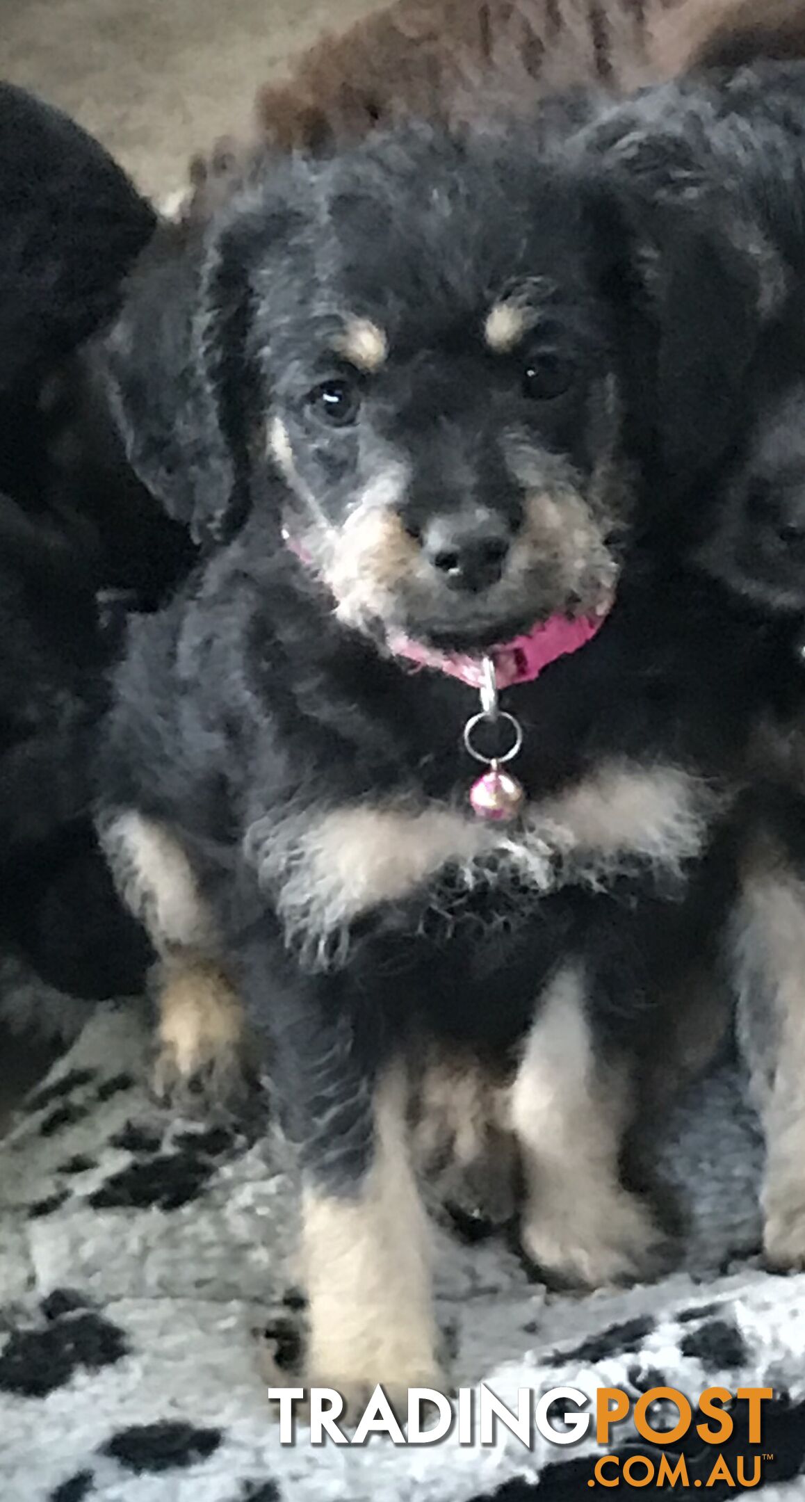 Schnoodle Female puppies