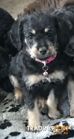 Schnoodle Female puppies