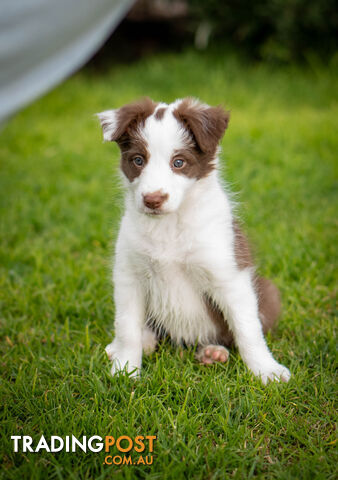 Urgent Sale - Purebred Border Collies - Available now!