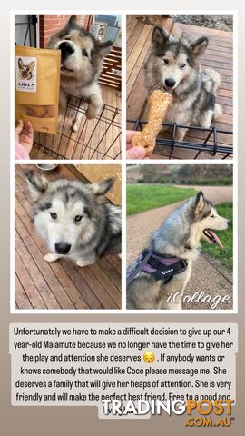 Loving Alaskan Malamute Looking For A Forever Home