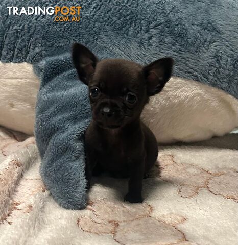 Gorgeous Chihuahua Puppies for Sale
