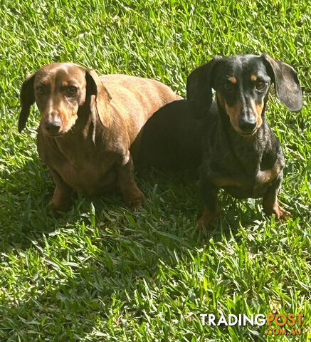 2 Dachshunds For Sale (can be bought separately, tho better together)