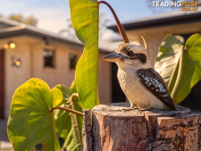 10 Regina Avenue NINGI QLD 4511 - photo 4 of 19