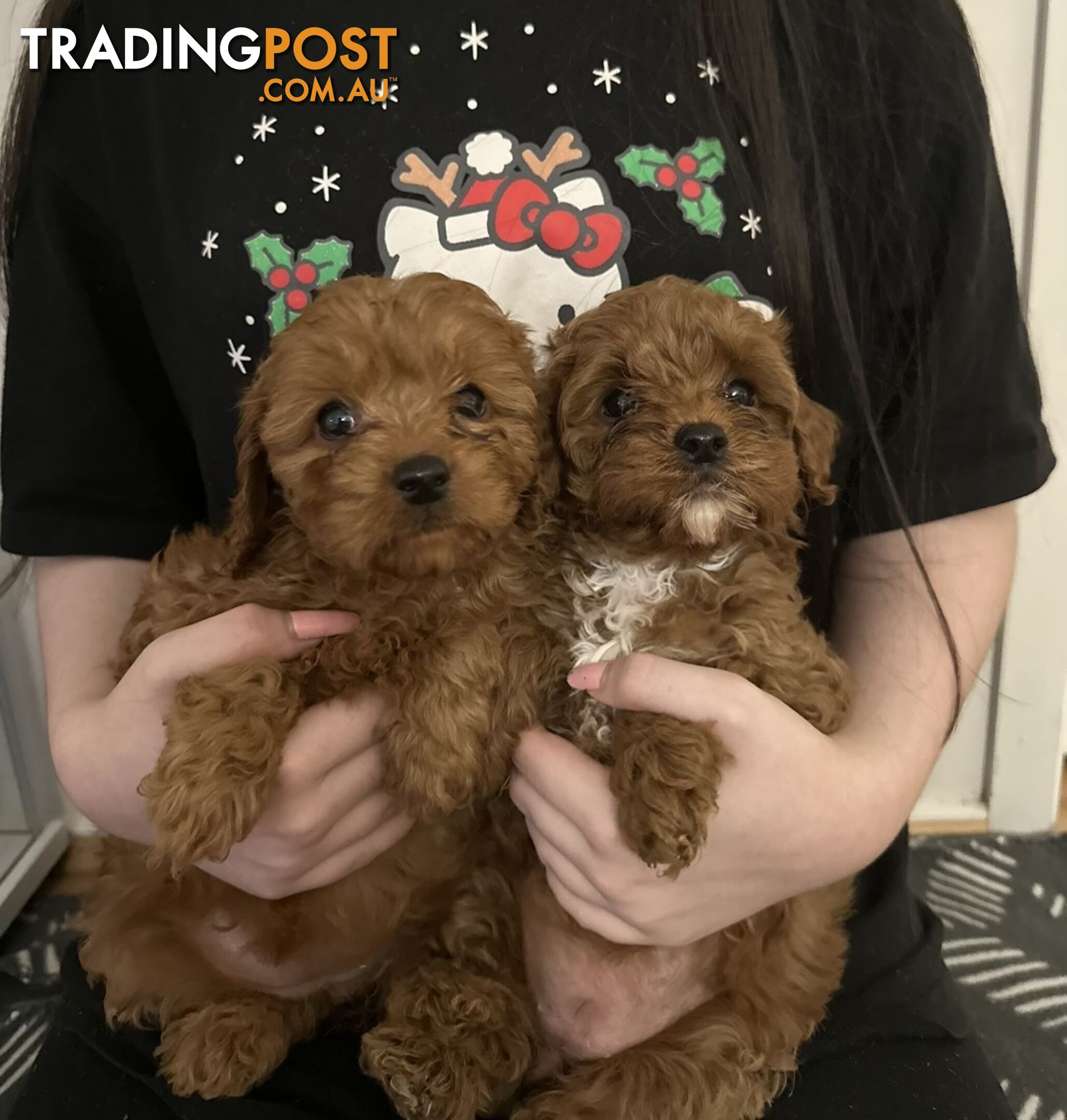 Cavoodle Puppies - Fully DNA Cleared