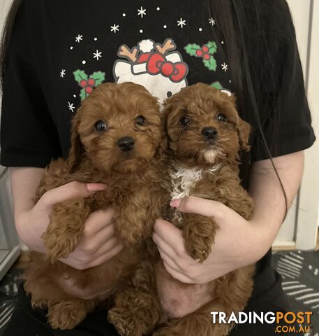 Cavoodle Puppies - Fully DNA Cleared