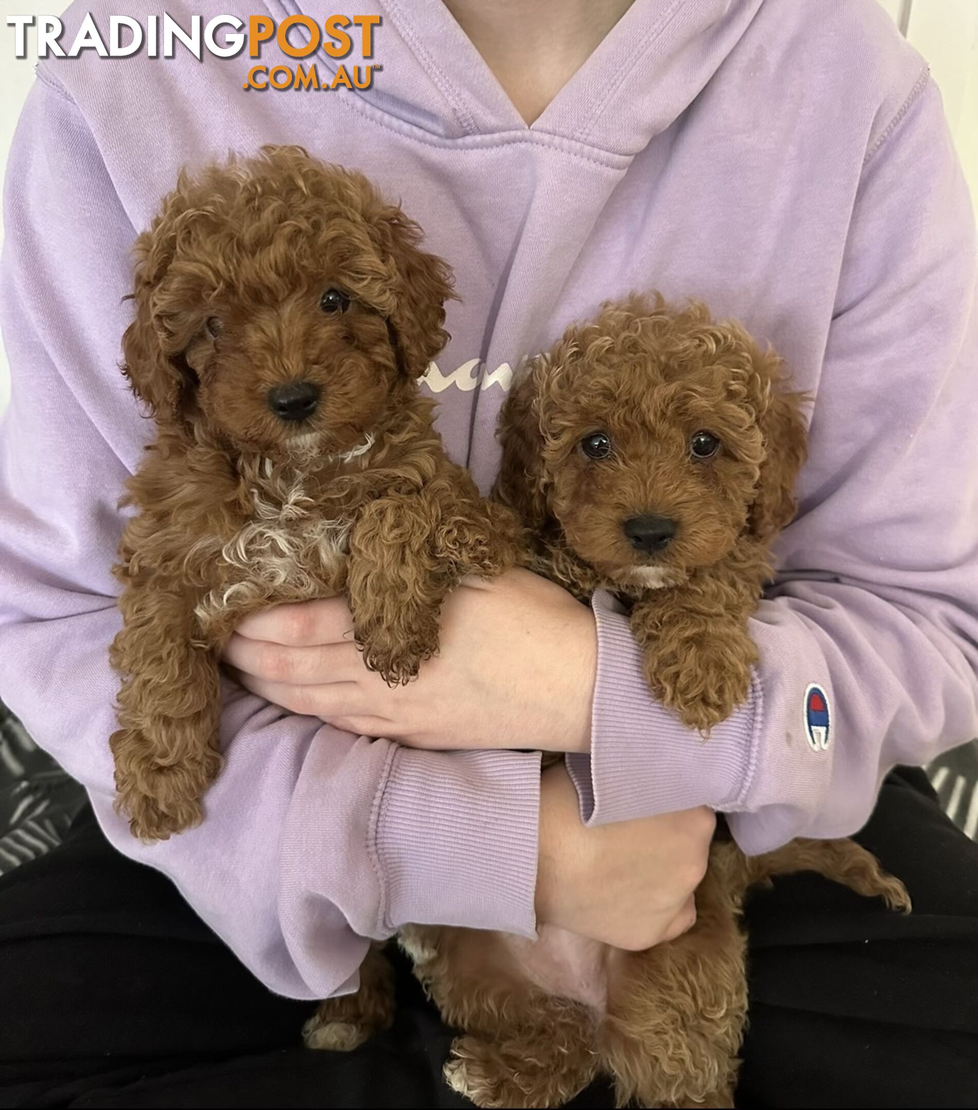 Cavoodle Puppies - Fully DNA Cleared