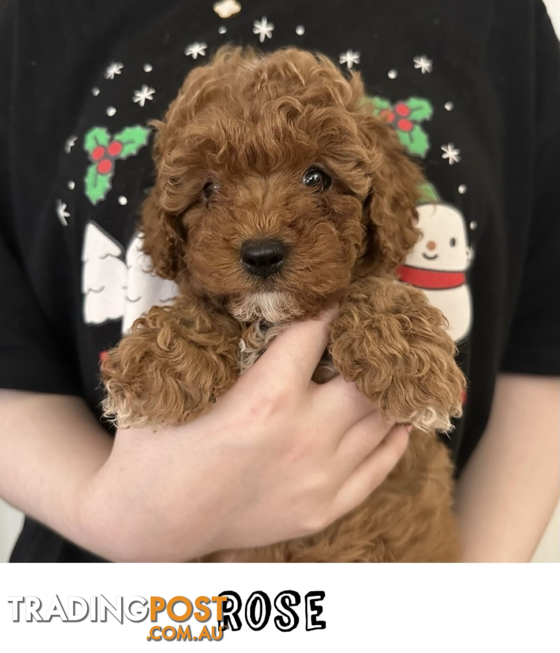 Cavoodle Puppies - Fully DNA Cleared