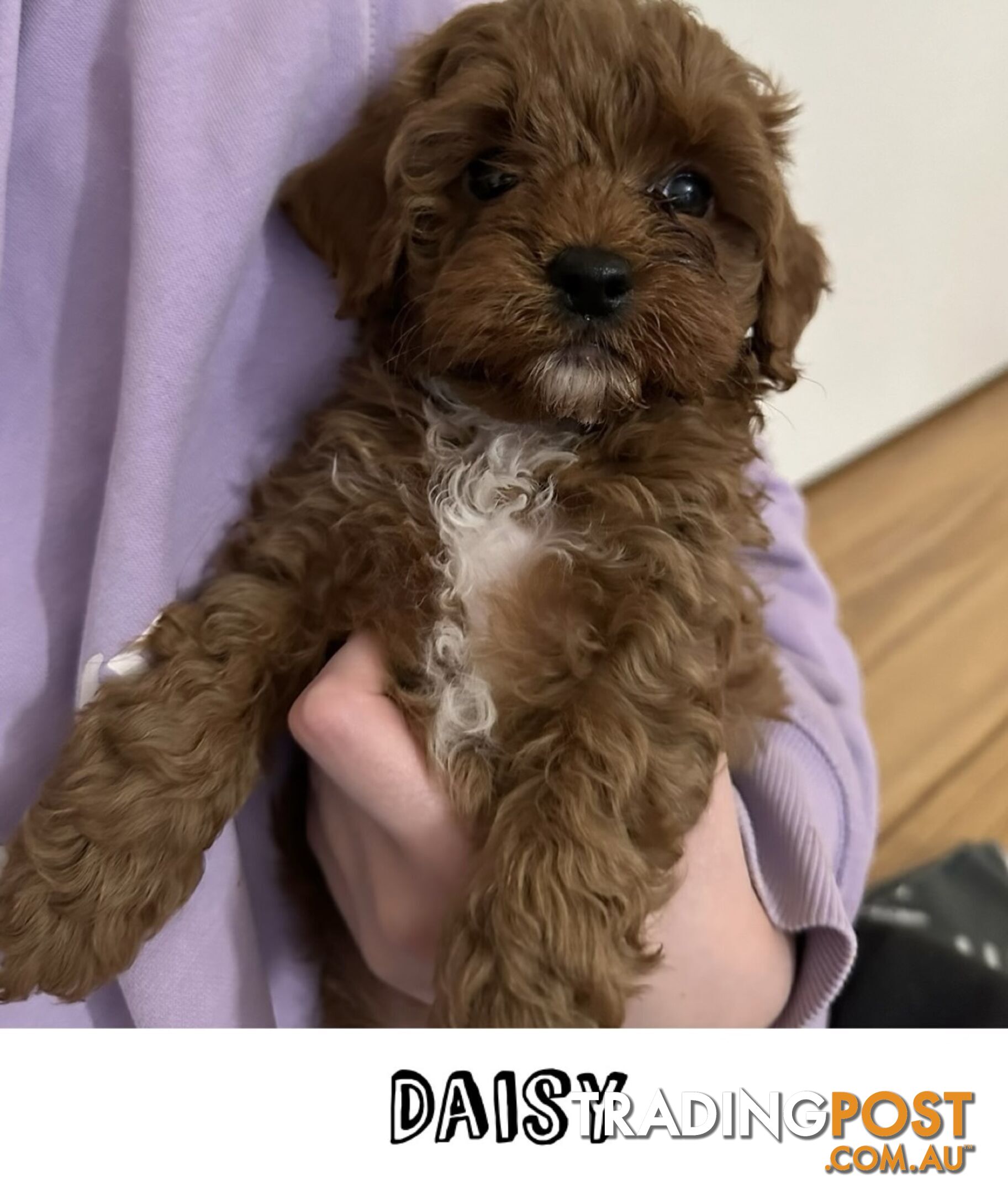 Cavoodle Puppies - Fully DNA Cleared