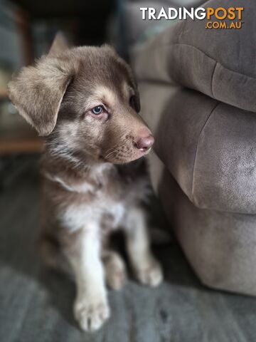 Pure Bred German Shepherds (coloured shepherds)