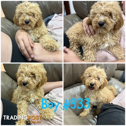 Cavoodle puppies F2