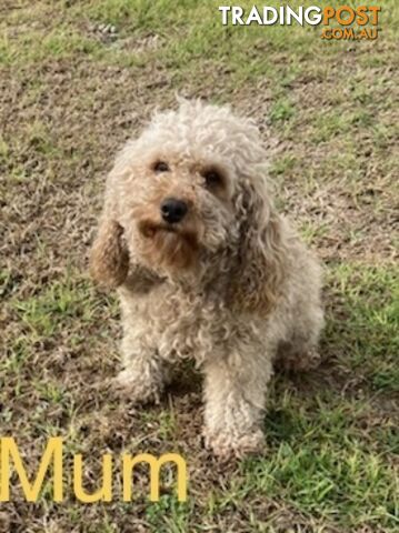 Cavoodle puppies F2