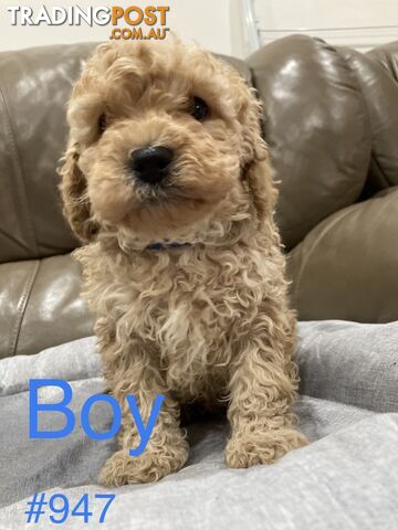 Cavoodle puppies F2