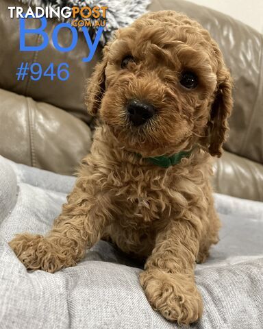 Cavoodle puppies F2