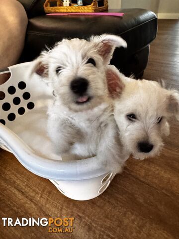 Male West Highland Terrier Puppies