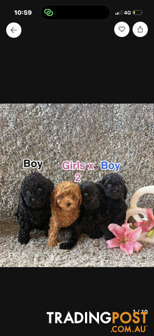 Toy cavoodles ready NOW