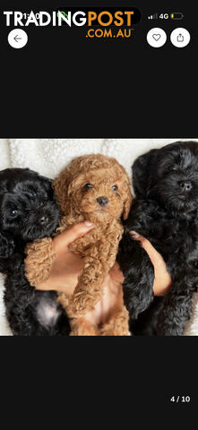Toy cavoodles ready NOW