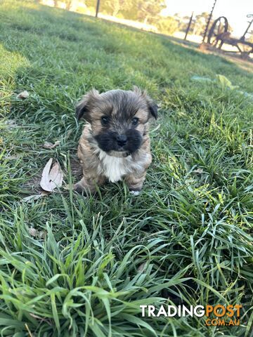 Maltese Shih Tzu Puppies