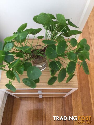 Money plants  Pilea Peperomioides