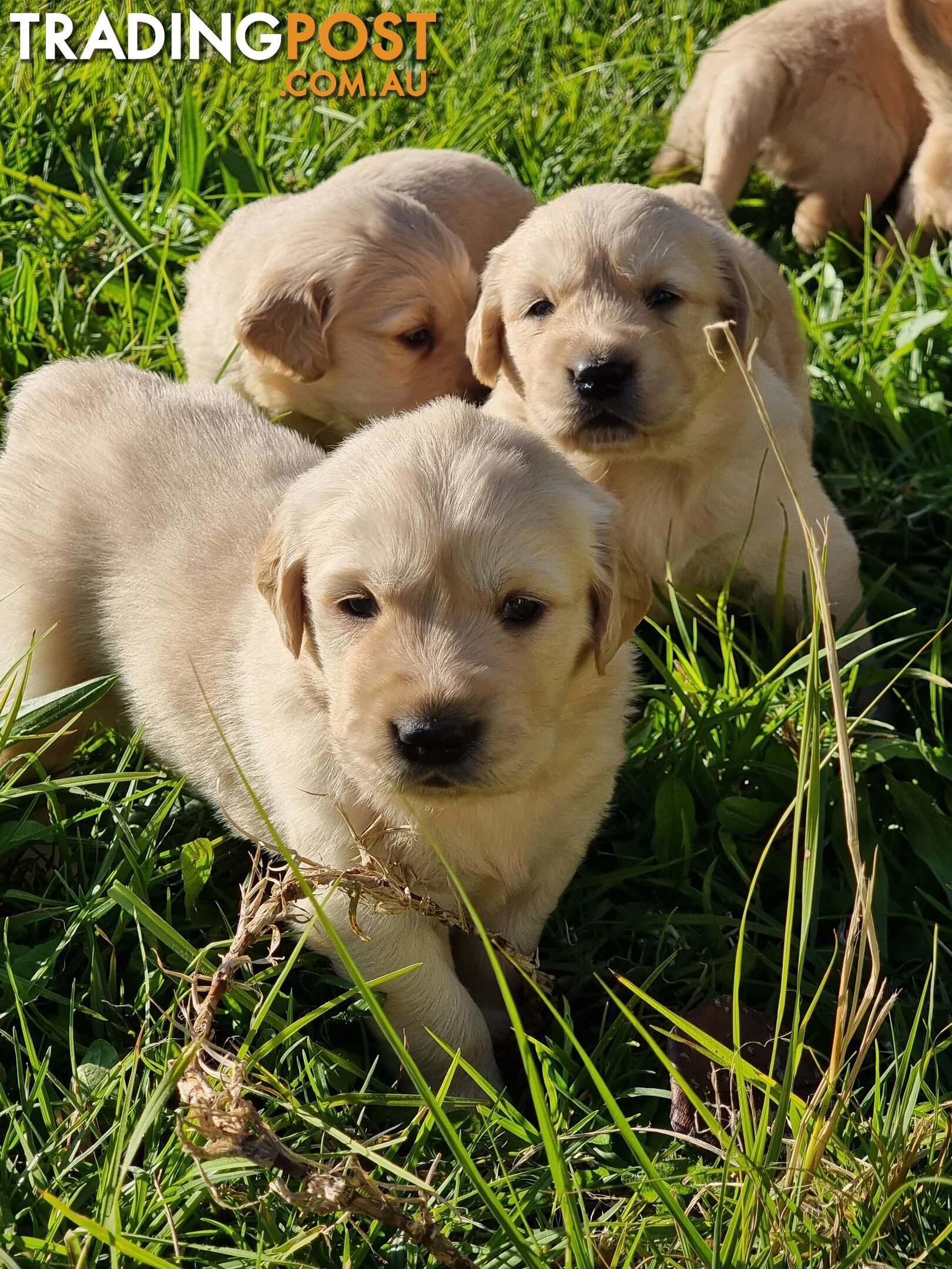 Pure Bred Golden Retriever Puppies, Very strong and big