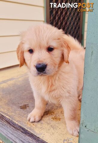Pure Bred Golden Retriever Puppies DNA tested