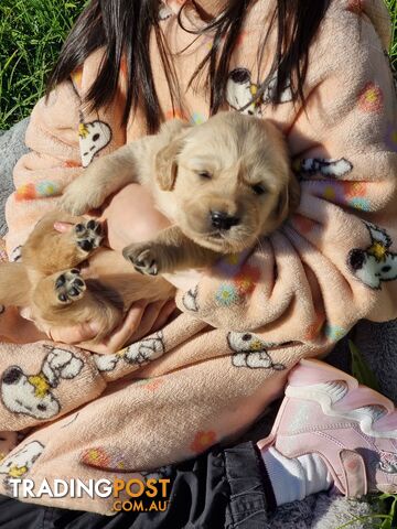 Pure Bred Golden Retriever Puppies, Very strong and big