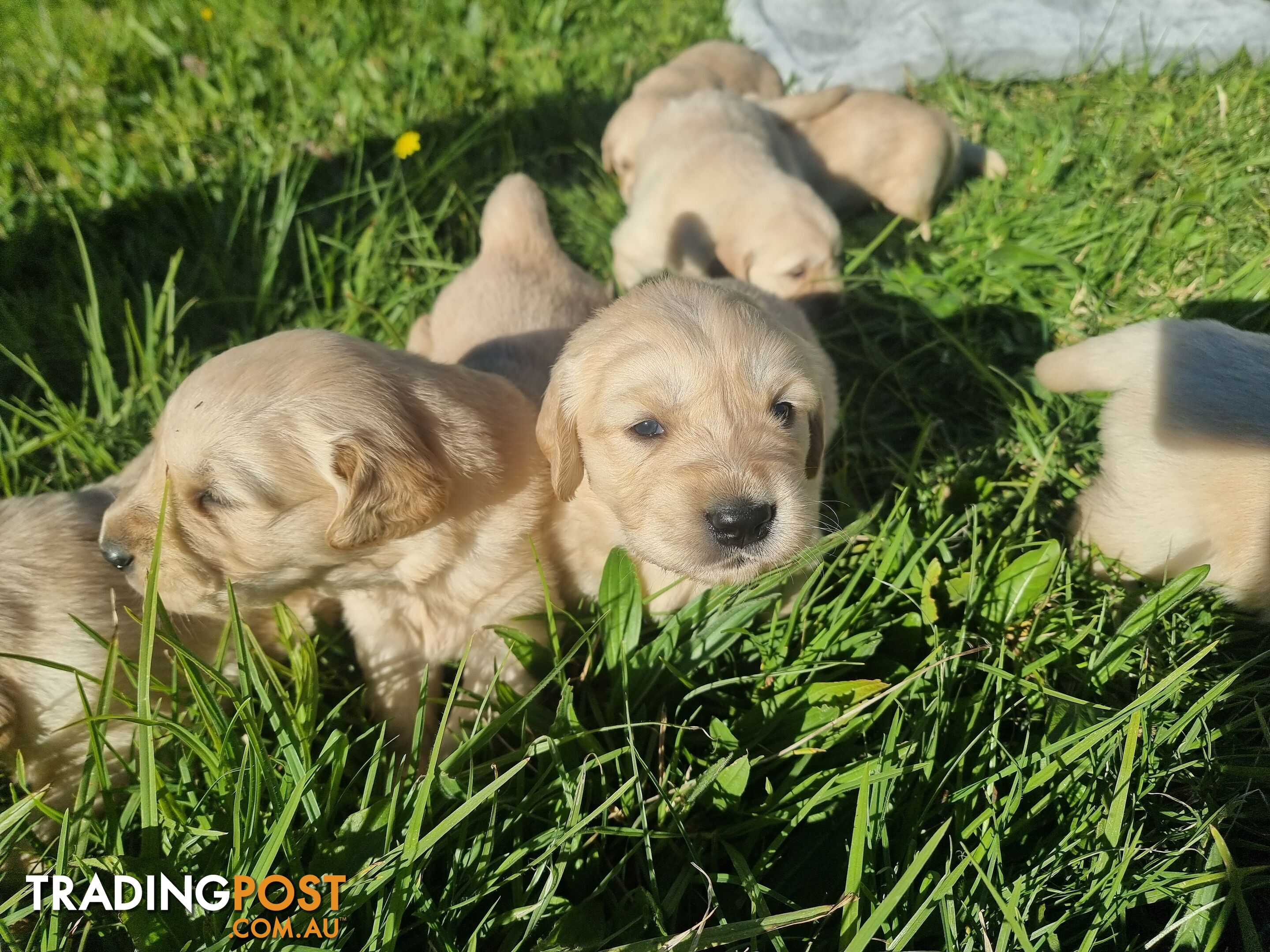 Pure Bred Golden Retriever Puppies, Very strong and big