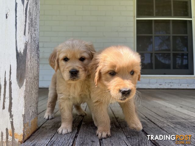 Fullbred Golden Retriever Puppies