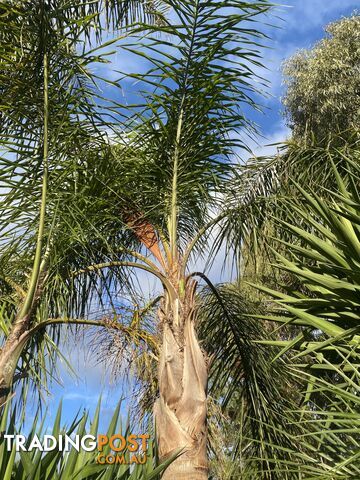 Palm tree cocos for sale