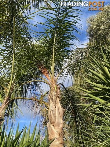 Palm tree cocos for sale