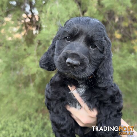 English Cocker x Clumber Spaniel Puppies