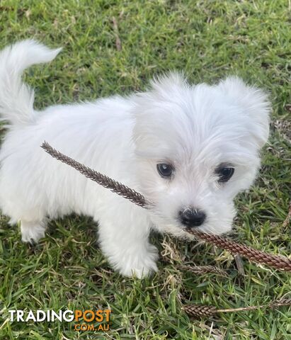 Maltese x Shih-Tzu - Female Puppy - Last One!