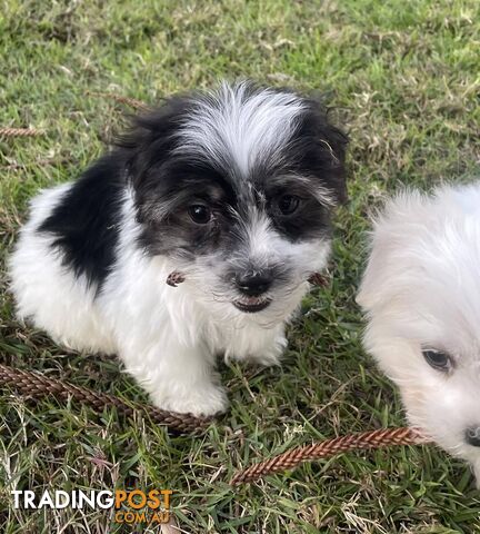 Maltese x Shih-Tzu Adorable Puppies ready to go