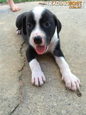 Bull Arab x Bull Mastiff Puppies