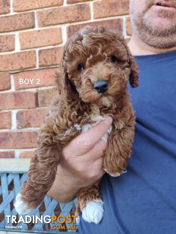 Cavoodle boys