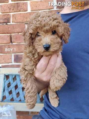 Cavoodle boys