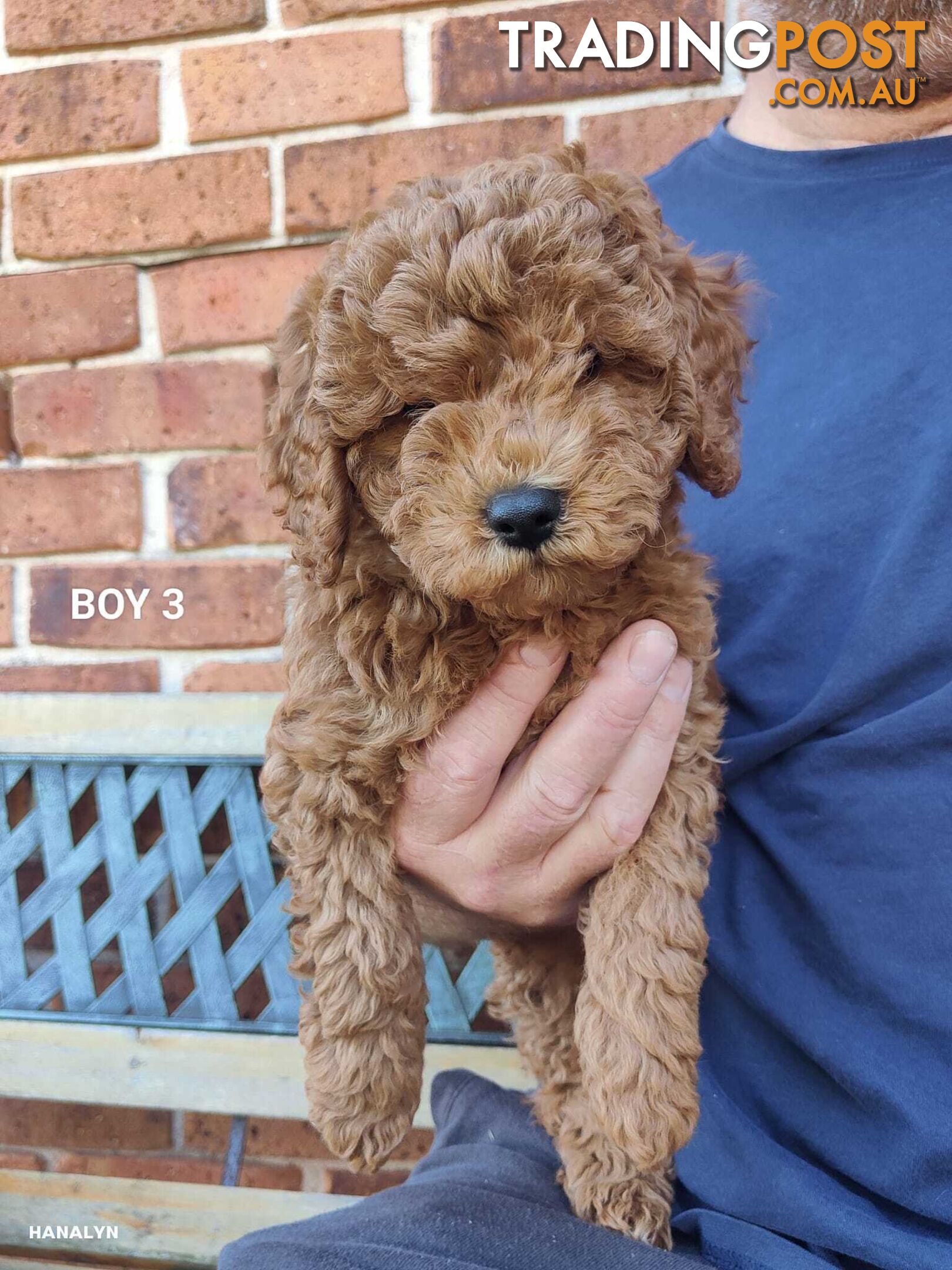 Cavoodle boys