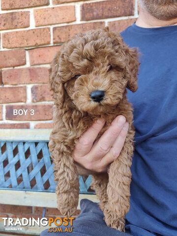 Cavoodle boys