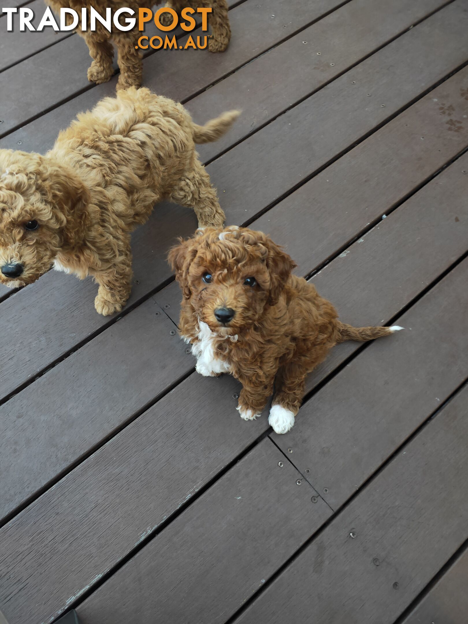 Cavoodle boys